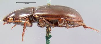 Media type: image;   Entomology 7387 Aspect: habitus lateral view